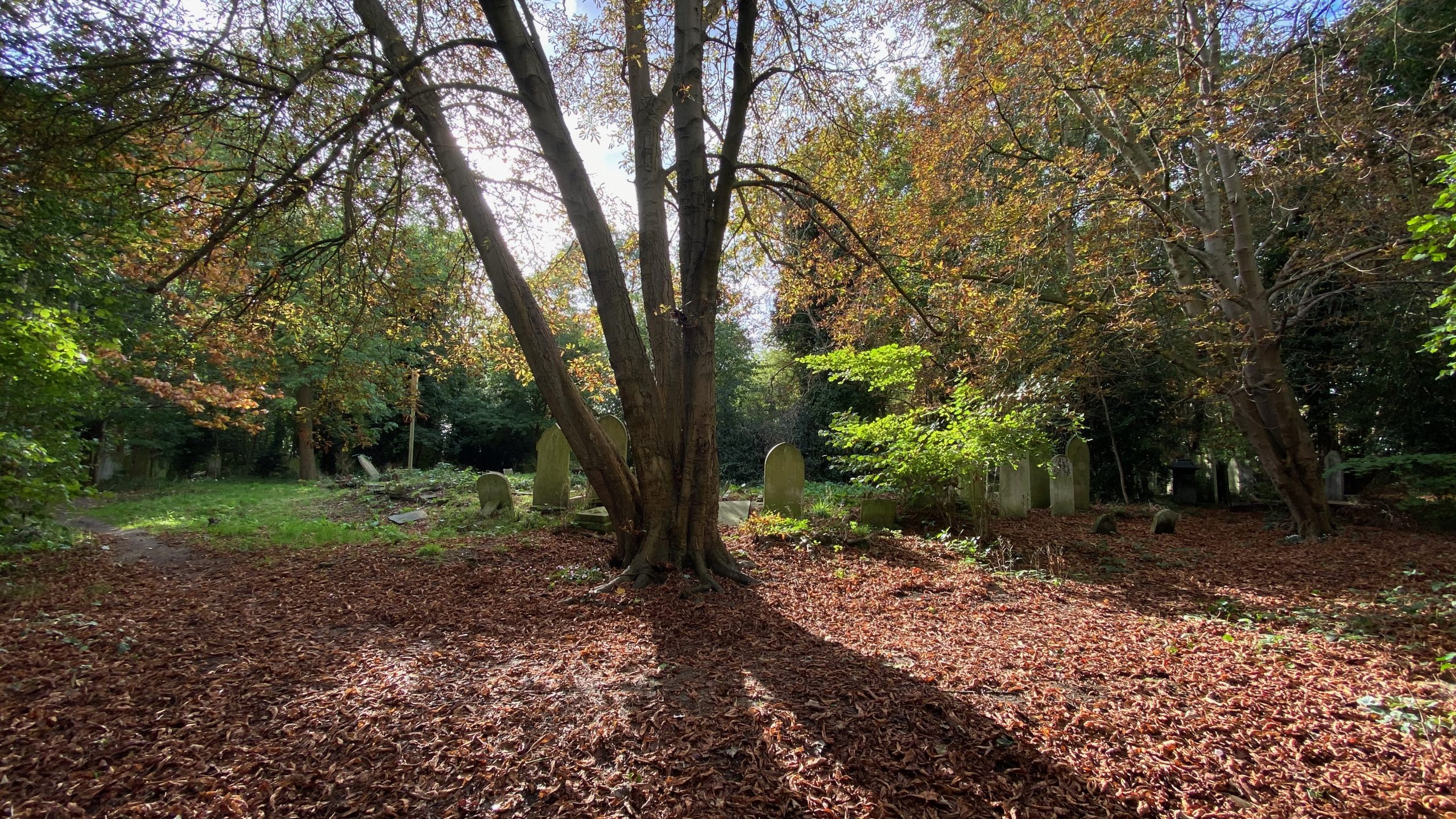 Spring tree in tower hamlets cemetery park
