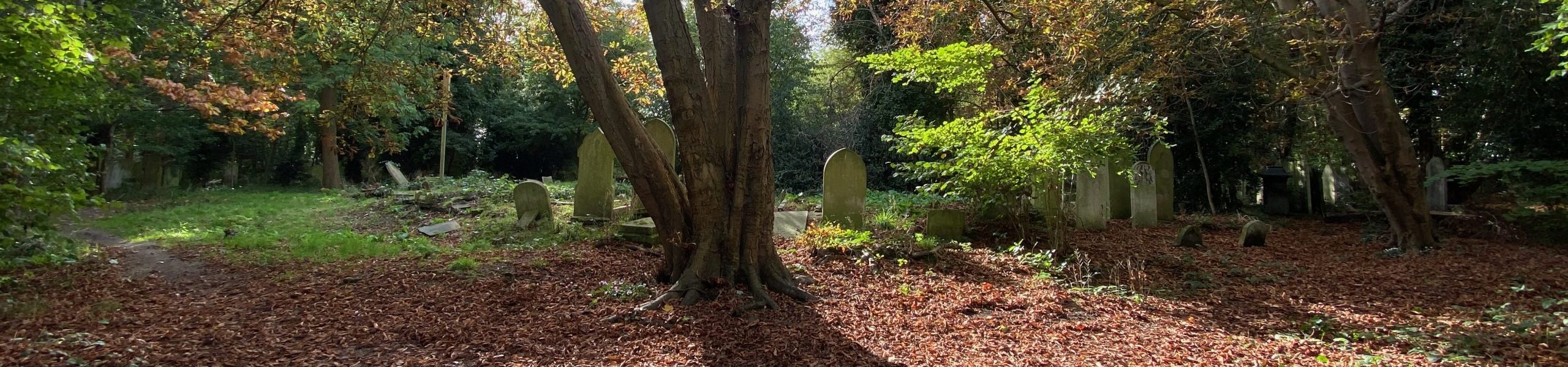 Spring tree in tower hamlets cemetery park